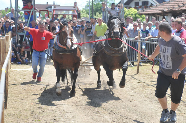 У Селу Тавник код Краљева одржана традиционална Штрапаријада: Коњи вукли балване